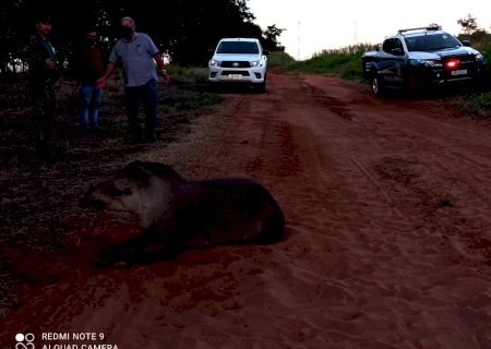 Polícia Militar Ambiental de Costa Rica resgata anta atropelada à margem da BR 060 o e precisa até de máquina para colocá-la na viatura