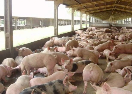 São Gabriel do Oeste segue como maior produtor de suínos de Mato Grosso do Sul