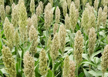Sorgo na alimentação e na sanidade de peixes é “inovador”