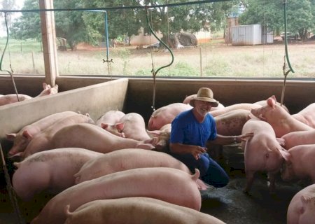 Suinocultura impulsiona economia e sustentabilidade em Mato Grosso do Sul