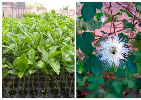 Embrapa e Ufersa disponibilizam cultivar de porta-enxerto de maracujá resistente à fusariose