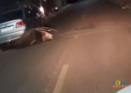 Tamanduá-bandeira é flagrado por leitor enquanto é acuado por cachorros em rua de Coxim
